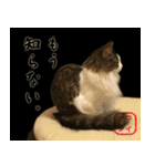 吾輩は猫である。名前はティアラ。（個別スタンプ：15）