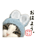 吾輩は猫である。名前はティアラ。（個別スタンプ：16）