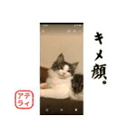 吾輩は猫である。名前はティアラ。（個別スタンプ：20）