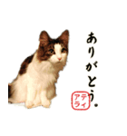 吾輩は猫である。名前はティアラ。（個別スタンプ：21）