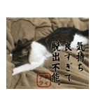 吾輩は猫である。名前はティアラ。（個別スタンプ：22）