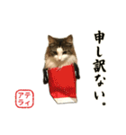 吾輩は猫である。名前はティアラ。（個別スタンプ：23）