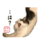 吾輩は猫である。名前はティアラ。（個別スタンプ：24）