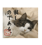 吾輩は猫である。名前はティアラ。（個別スタンプ：26）