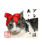 吾輩は猫である。名前はティアラ。（個別スタンプ：27）