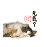 吾輩は猫である。名前はティアラ。（個別スタンプ：28）