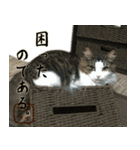吾輩は猫である。名前はティアラ。（個別スタンプ：29）