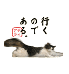 吾輩は猫である。名前はティアラ。（個別スタンプ：30）