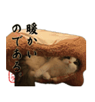 吾輩は猫である。名前はティアラ。（個別スタンプ：31）