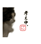 吾輩は猫である。名前はティアラ。（個別スタンプ：32）