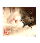 吾輩は猫である。名前はティアラ。（個別スタンプ：33）