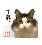 吾輩は猫である。名前はティアラ。（個別スタンプ：34）