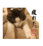 吾輩は猫である。名前はティアラ。（個別スタンプ：35）