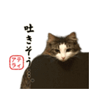 吾輩は猫である。名前はティアラ。（個別スタンプ：36）