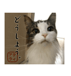 吾輩は猫である。名前はティアラ。（個別スタンプ：37）