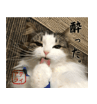 吾輩は猫である。名前はティアラ。（個別スタンプ：38）