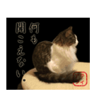 吾輩は猫である。名前はティアラ。（個別スタンプ：39）