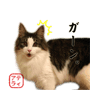 吾輩は猫である。名前はティアラ。（個別スタンプ：40）