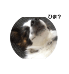 INU3犬（個別スタンプ：3）