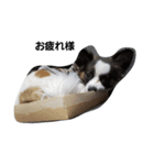 INU3犬（個別スタンプ：4）