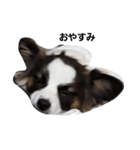 INU3犬（個別スタンプ：6）