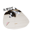 INU3犬（個別スタンプ：7）