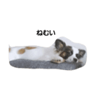 INU3犬（個別スタンプ：8）
