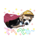 COCOPICO❤︎（個別スタンプ：4）
