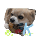 COCOPICO❤︎（個別スタンプ：6）