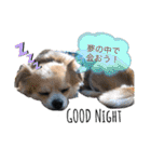 COCOPICO❤︎（個別スタンプ：8）