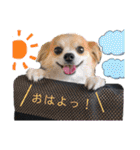 COCOPICO❤︎（個別スタンプ：10）