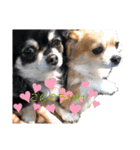 COCOPICO❤︎（個別スタンプ：23）