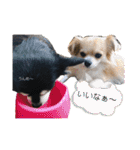 COCOPICO❤︎（個別スタンプ：32）