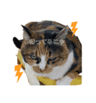 三毛猫サラのスタンプ（個別スタンプ：3）
