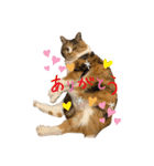 三毛猫サラのスタンプ（個別スタンプ：4）