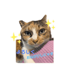三毛猫サラのスタンプ（個別スタンプ：5）