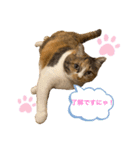三毛猫サラのスタンプ（個別スタンプ：6）