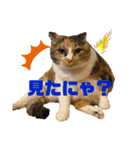 三毛猫サラのスタンプ（個別スタンプ：8）