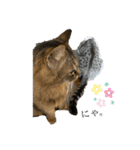 ぽぽとぴか（個別スタンプ：2）