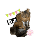 ぽぽとぴか（個別スタンプ：4）