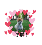猫と犬と花（個別スタンプ：1）
