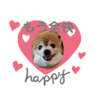 猫と犬と花（個別スタンプ：2）