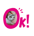 猫と犬と花（個別スタンプ：4）