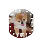 猫と犬と花（個別スタンプ：5）