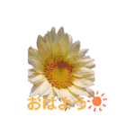 猫と犬と花（個別スタンプ：8）