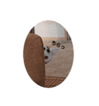 猫と犬と花（個別スタンプ：12）