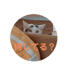 猫と犬と花（個別スタンプ：13）