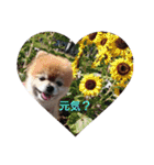 猫と犬と花（個別スタンプ：14）