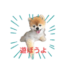 猫と犬と花（個別スタンプ：15）