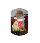 猫と犬と花（個別スタンプ：16）